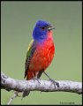 _6SB2871 painted bunting